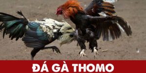 Đá gà thomo