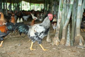 Huấn luyện gà chọi bến tre