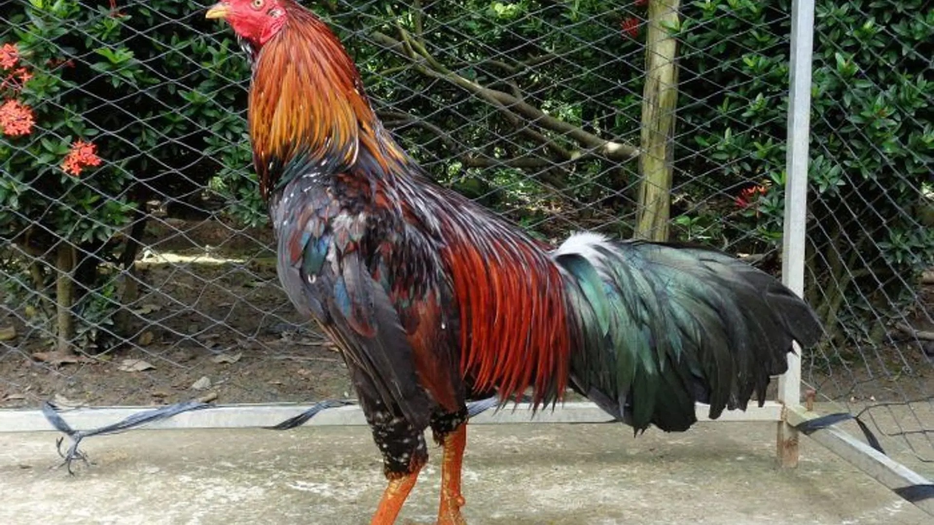 Giới thiệu về gà đá bến tre